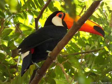 Aproape ca o jucărie - toucan - 12 poze - poze - photo world of nature