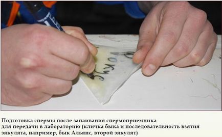 Підготовка та взяття сперми у бугаїв-плідників, журнал про апк