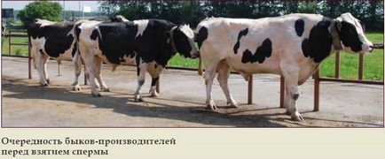 Підготовка та взяття сперми у бугаїв-плідників, журнал про апк