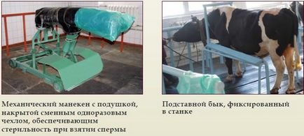 Pregătirea și colectarea de spermă de la producătorii de tauri, o revistă despre apk