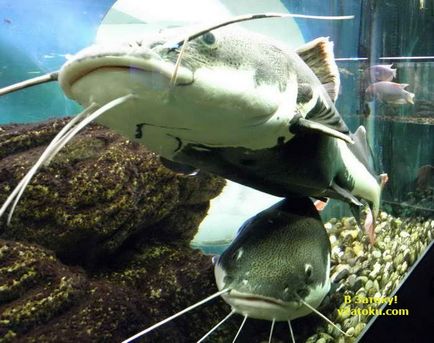 Az utazás Zatoka Odesszába Delfinárium - Nemo árak, kilátás (Nemo Delfinárium árak) Az utazás Zatoka Odesszába Delfinárium - Nemo árak, kilátás