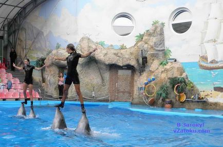 O excursie de la inundații la Dolphinarium Odessa - prețuri, opinii