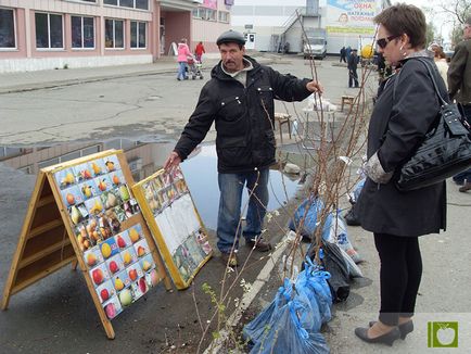 Achiziționarea și plantarea răsadurilor