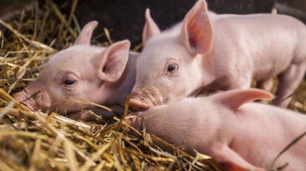 Diaree la porci decât la domiciliu, ce să faceți și ce puteți da un porc