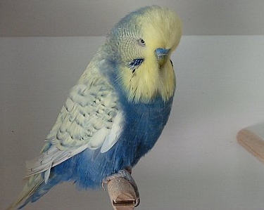 Parrot Чехия (експо вълнисто папагалче) - снимки, цена