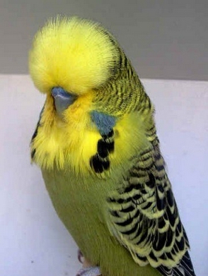 Parrot Чехия (експо вълнисто папагалче) - снимки, цена