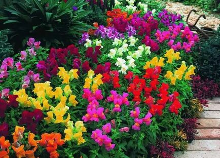 Perenni decorative populare pentru grădină - o varietate de plante ornamentale - floricultură