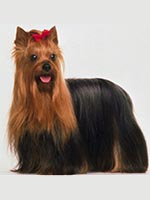 Fajtájú kutya Yorkshire terrier fajta története és leírása, magasság, súly, szín és jellemzői