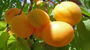 Посадка абрикосів навесні в грунт відео інструкція та поради фахівців