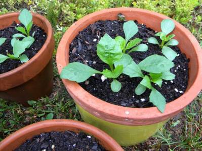 Plantare dalii - dalii - floricultură - bibliotecă - fermă de familie