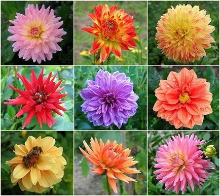 Plantarea dahlias în Siberia - ceea ce este secretul de înflorire luxuriantă și lungă