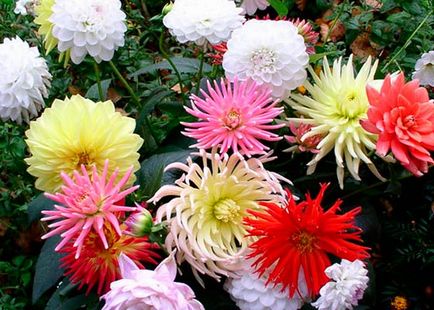 Plantarea dahlias în Siberia - ceea ce este secretul de înflorire luxuriantă și lungă