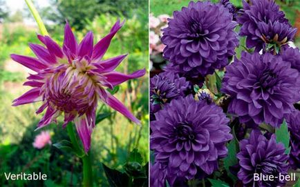 Plantarea dahlias în Siberia - ceea ce este secretul de înflorire luxuriantă și lungă