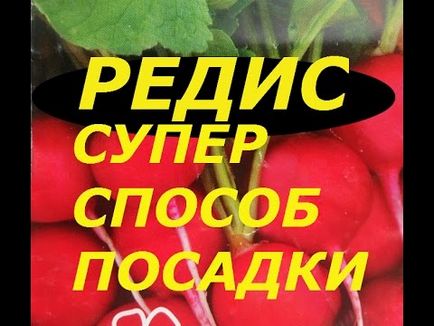 Plantarea și creșterea unei ridiche în seră în timpul iernii pentru vânzare