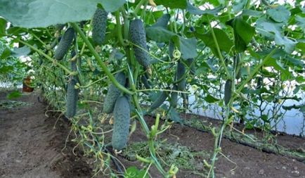 Посадка огірків у серпні в теплиці, як вибрати насіння, сорти і підготувати грунт