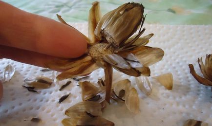 Dahia de însămânțare pentru răsaduri - cum să propagați flori fără a avea experiență video