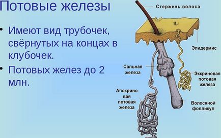 Пітниця у новонароджених як виглядає і як позбутися від висипки на обличчі і шиї