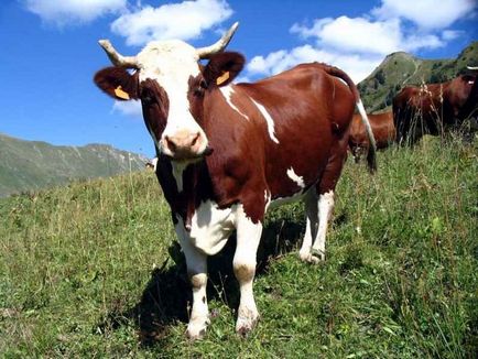 Cosul de cumparaturi »costul vaci de bovine