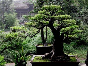 Transplantul corect de bonsai la domiciliu, sfaturi experimentate