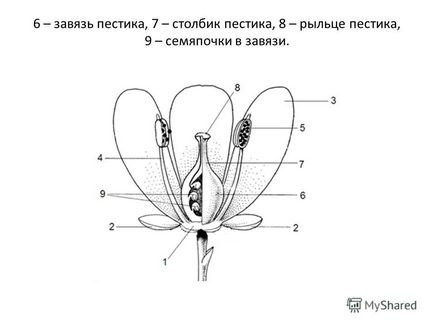 Prezentare pe tema conceptului de plan de flori al gynecie