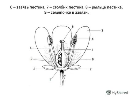 Презентація на тему квітка план лекції поняття про Гинецей