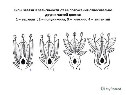 Prezentare pe tema conceptului de plan de flori al gynecie