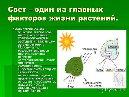 Презентація на тему навіщо рослинам сонячне світло виконав вовків илья, учень 4 класу МОУ