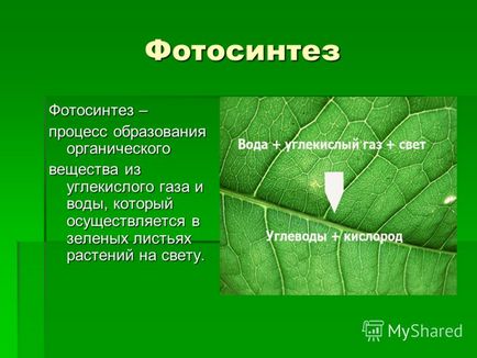 Презентація на тему навіщо рослинам сонячне світло виконав вовків илья, учень 4 класу МОУ