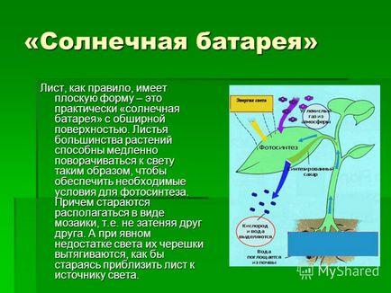 Презентація на тему навіщо рослинам сонячне світло виконав вовків илья, учень 4 класу МОУ