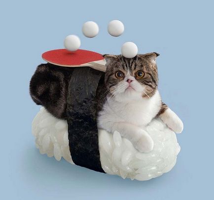 Adventure sushi macska (macskák) Sushi Cat Adventure