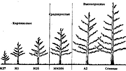 Oltás gyümölcsfák (grafting) Oltás gyümölcstermő növények