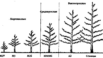 Inocularea plantelor fructifere