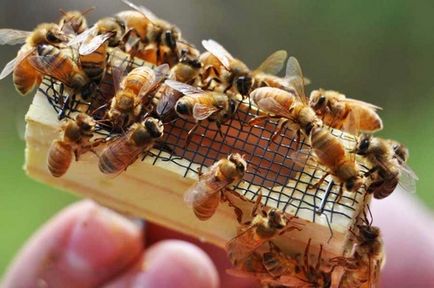Probleme cu inocularea albinelor regină nou-dobândite