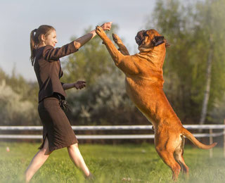 Profesionist de pepinieră de câini profesioniști de bullmastiff muscoveni, pui american Akita