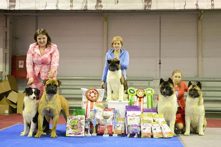 Profesionist de pepinieră de câini profesioniști de bullmastiff muscoveni, pui american Akita