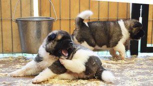 Szakmai kennel kennel ura Moszkva bullmasztiff, American Akita kiskutyák