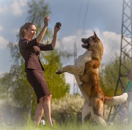 Profesionist de pepinieră de câini profesioniști de bullmastiff muscoveni, pui american Akita