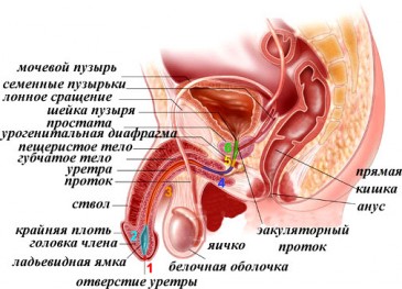 Простатит причини, симптоми, методи лікування