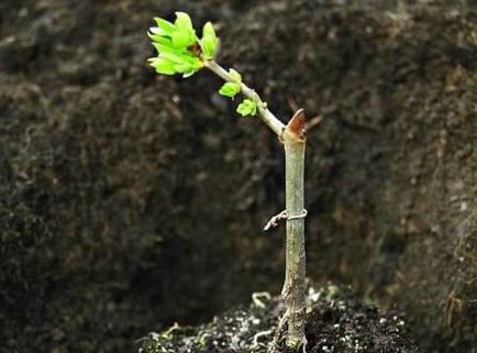 Mintegy Viburnum bogyók válogatott magvak és az azt követő ellátás a bokor