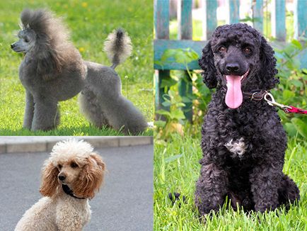 Пудель малий (середній), опис породи, характер собаки і фото
