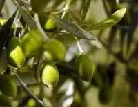 Розмноження, вирощування і збір маслин