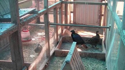 Розведення фазанів в домашніх умовах, як бізнес на фермі