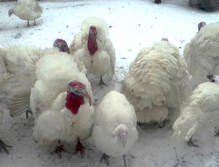 Turcia de reproducție - curcan - păsări de curte
