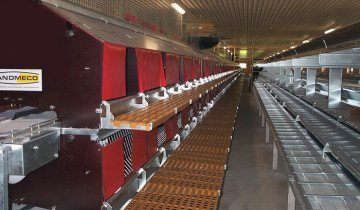 Tenyésztési csirkék modern technológia és tanácsot tapasztalt gazdák (tenyésztés) Tenyésztési csirkék modern technológia és tanácsot tapasztalt gazdák