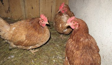 Tenyésztési csirkék modern technológia és tanácsot tapasztalt gazdák