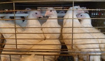 Tenyésztési csirkék modern technológia és tanácsot tapasztalt gazdák