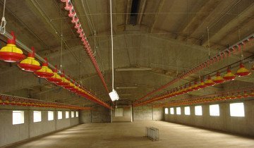 Tenyésztési csirkék modern technológia és tanácsot tapasztalt gazdák (tenyésztés) Tenyésztési csirkék modern technológia és tanácsot tapasztalt gazdák