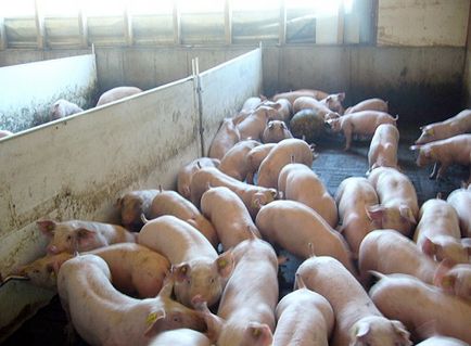 Розведення свиней як малий бізнес
