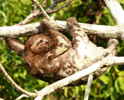Amazon folyó és Amazonas dzsungel (vad törzsek Amazon) Amazonas és az Amazon dzsungel