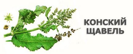 Рецепти народних засобів від проносу з кінського щавлю